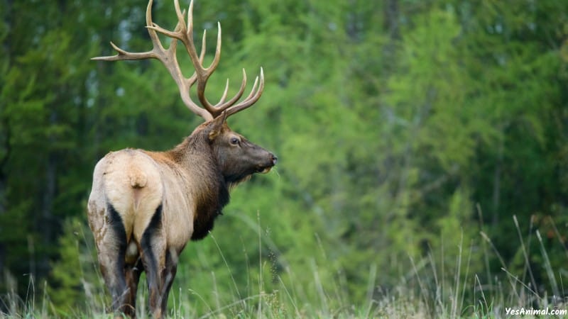 Elk In Yellowstone