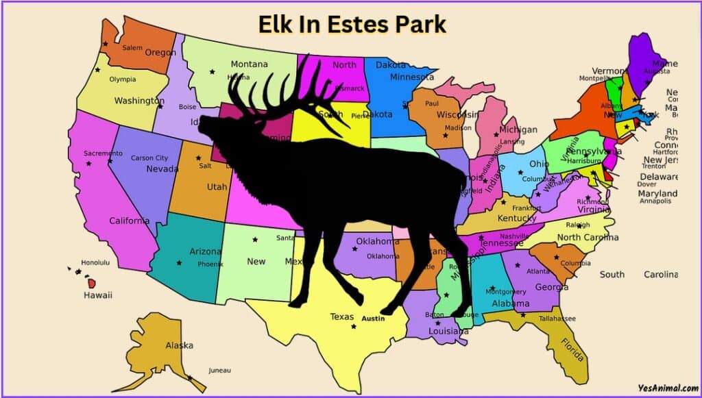 Elk In Estes Park