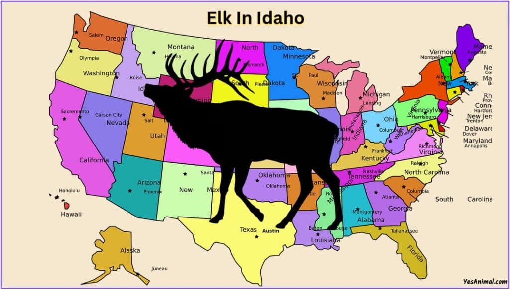 Elk In Idaho