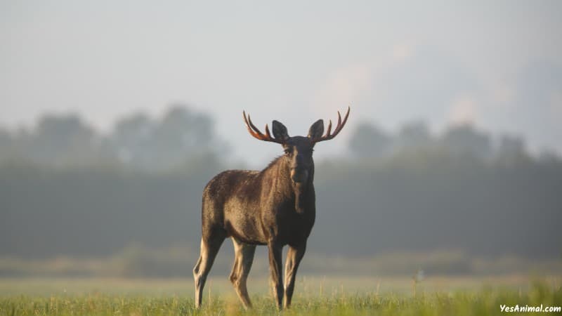 Moose In Colorado