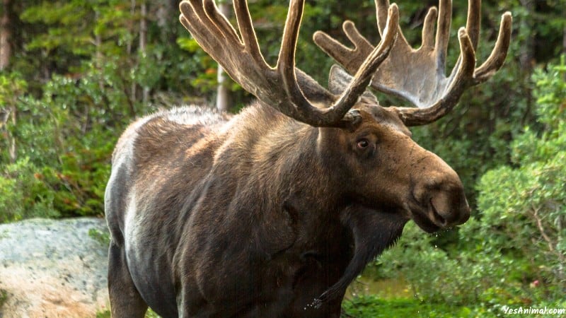 Moose In Connecticut