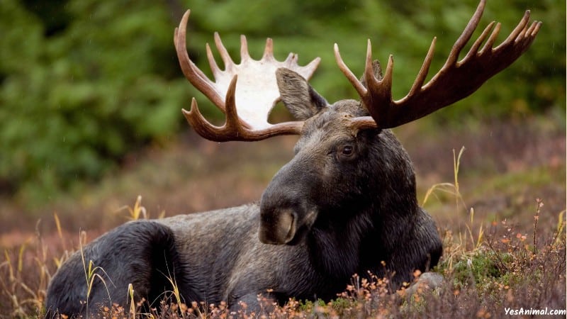 Moose In Idaho