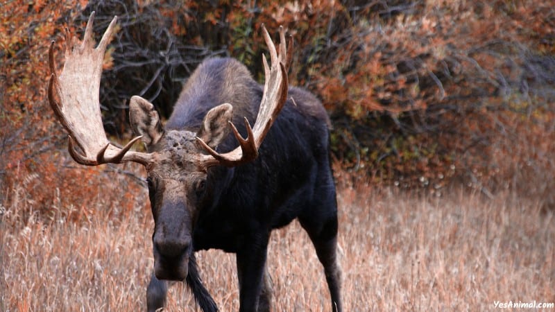 Moose In Maine