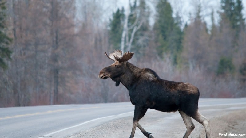 Moose In Montana