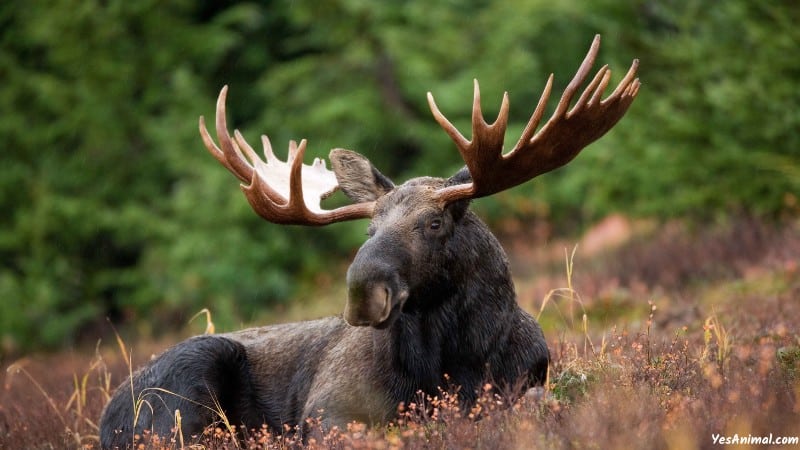 Moose In New Hampshire