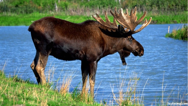Moose In New Zealand