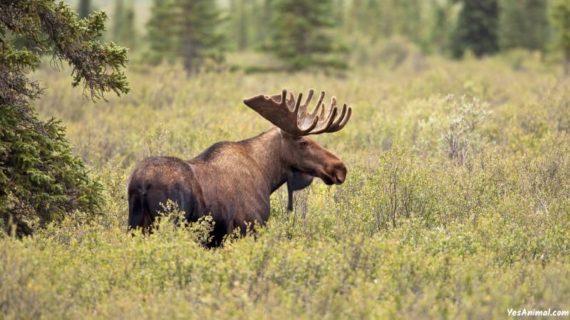 Moose In Sweden