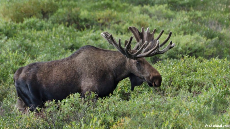 Moose In Washington