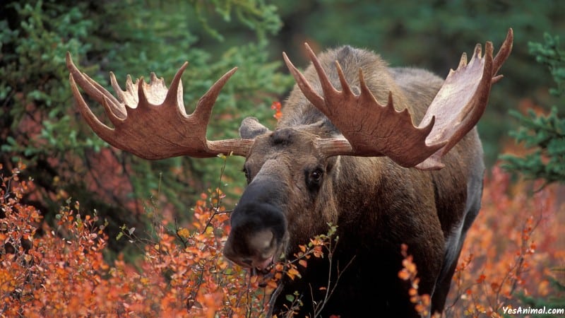 Moose In Wisconsin