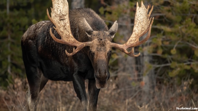 Moose In Wyoming