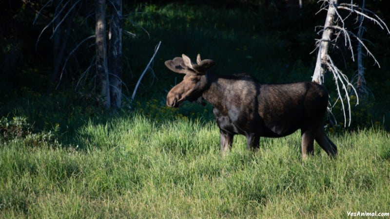 Moose In Yellowstone