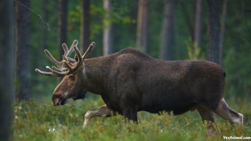 Moose In Yukon