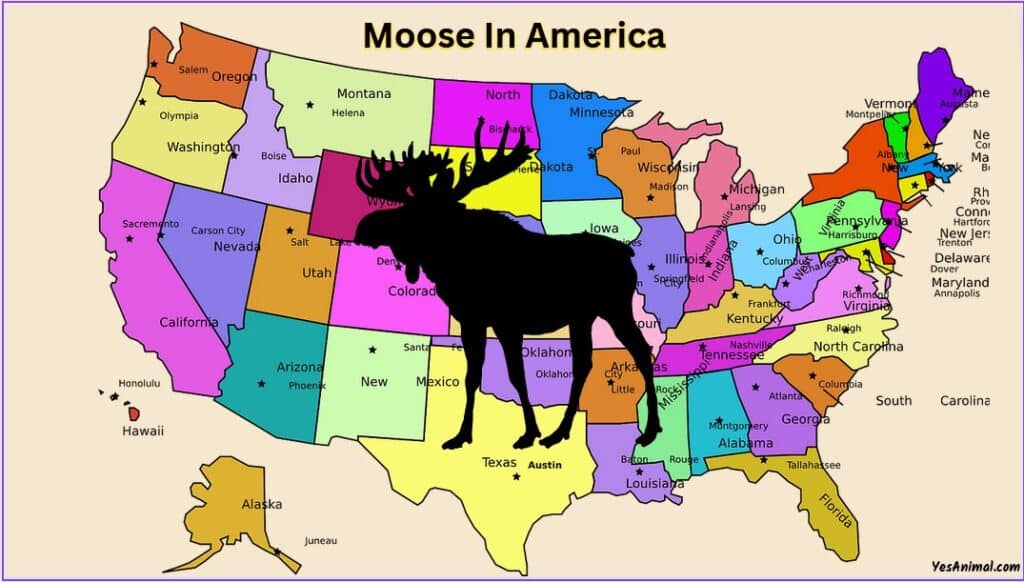 Moose In America