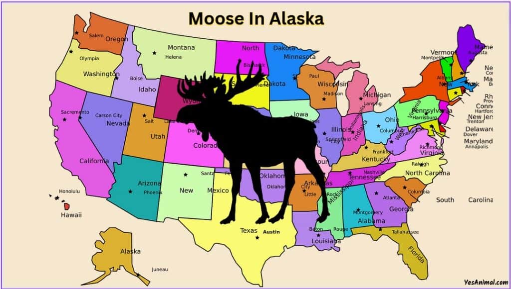 Moose In Alaska