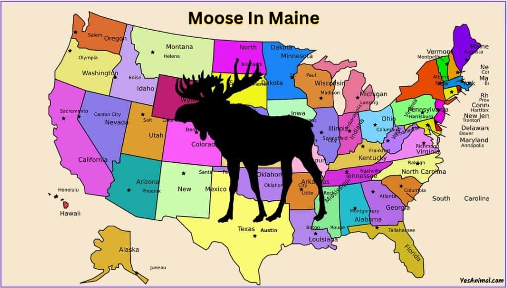 Moose In Maine
