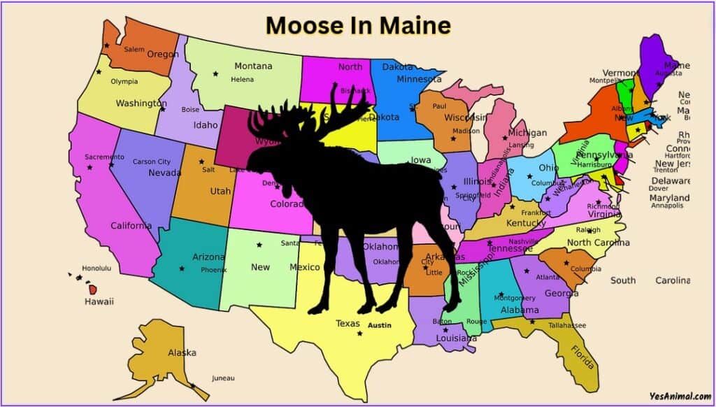 Moose In Maine: Everything You Need To Know