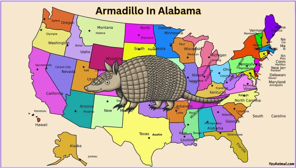 Armadillo In Alabama