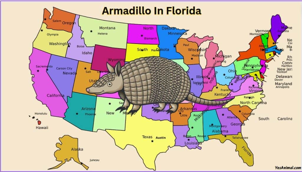 Armadillo In Florida