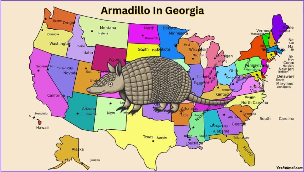 Armadillo In Georgia