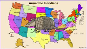 Armadillo In Alabama: Everything You Need To Know About Them