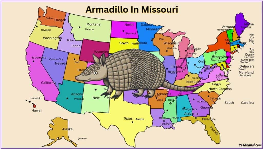 Armadillo In Missouri