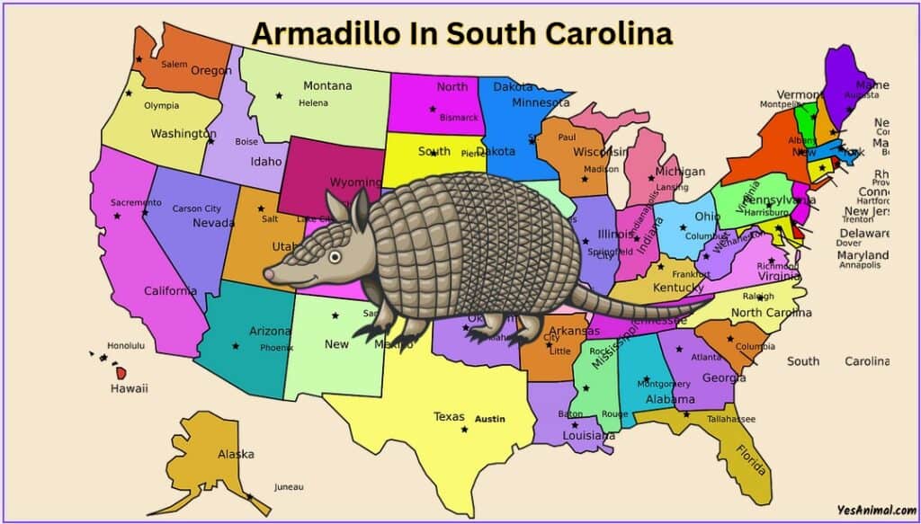 Armadillo In South Carolina