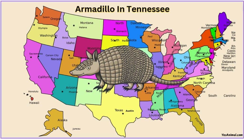Armadillo In Tennessee