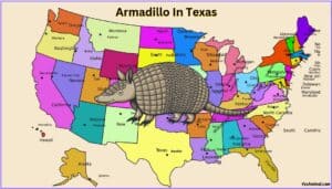 Armadillo In Kentucky: Everything You Need To Know About Them