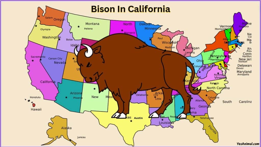 Bison In California