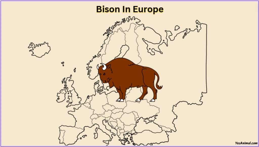 Bison In Europe