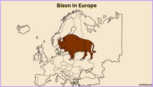 Bison In Kansas: Everything You Need To Know About Them