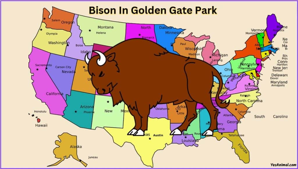 Bison In Golden Gate Park