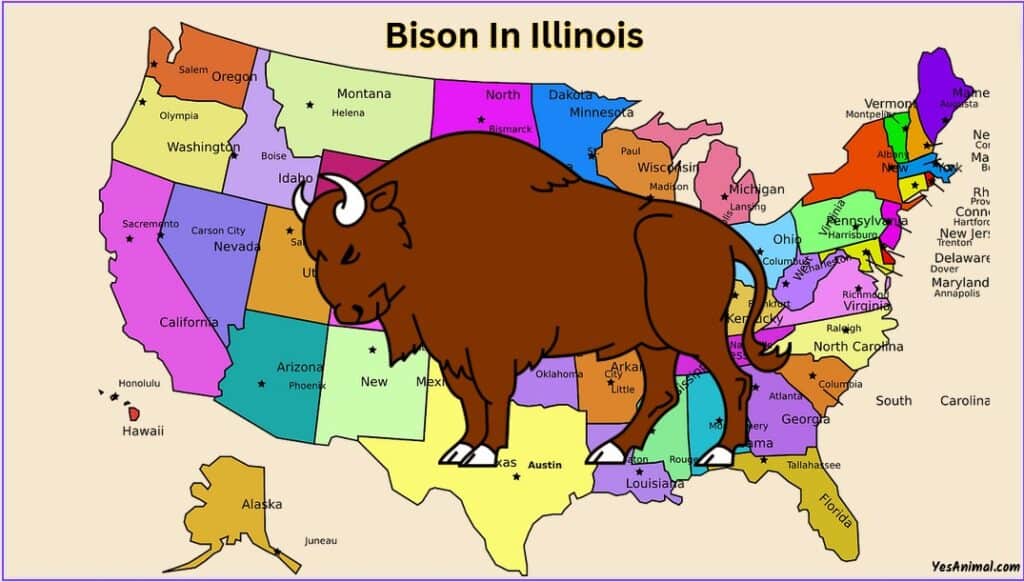 Bison In Illinois