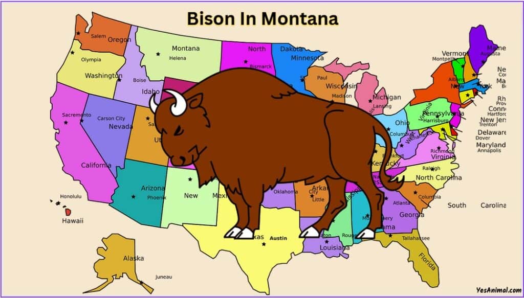 Bison In Montana