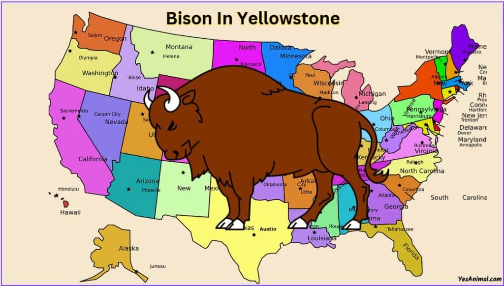 Bison In Yellowstone