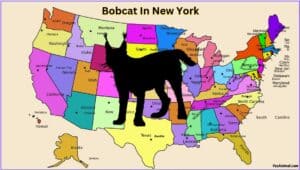Bobcat In Alabama: Everything You Need To Know
