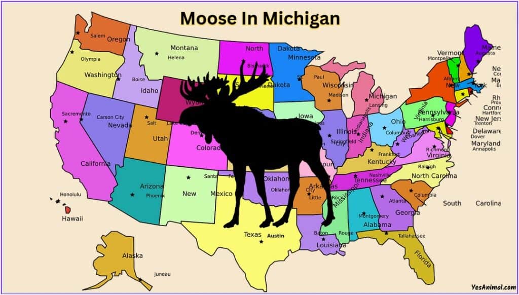 Moose In Michigan