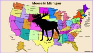Moose In Alaska: Everything You Need To Know About Them