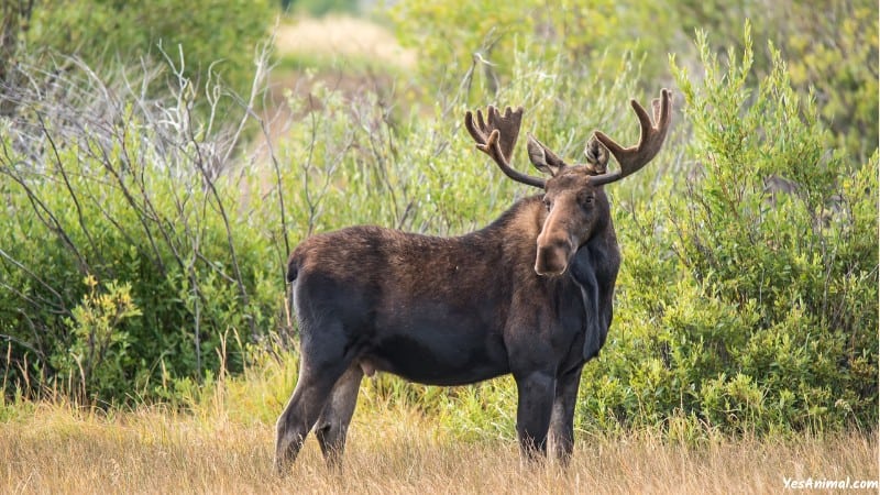 Moose In Alaska