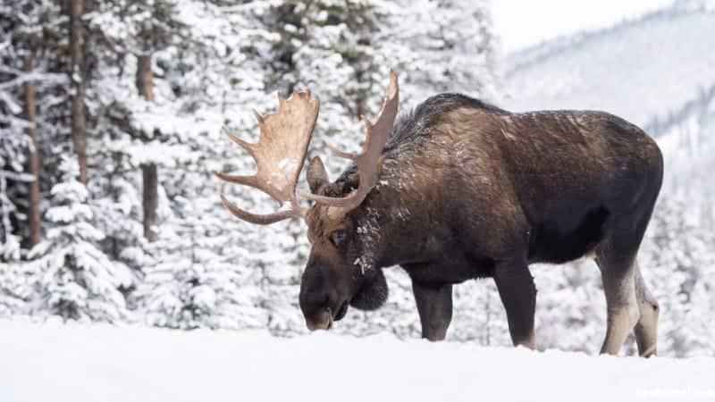 Moose In Canada