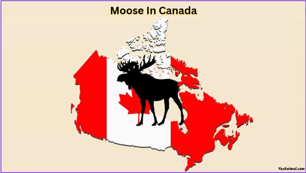 Moose In Canada