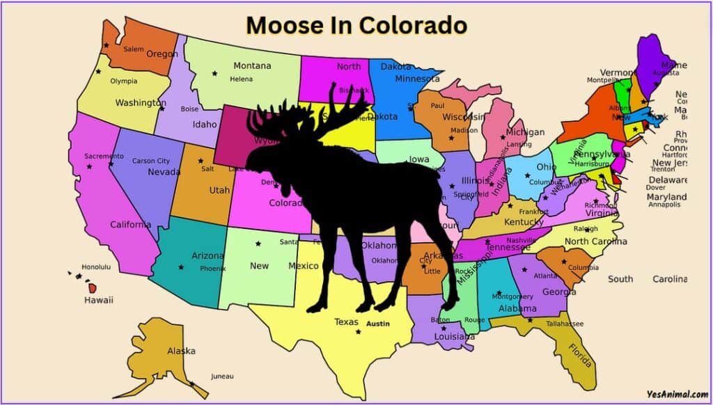 Moose In Colorado