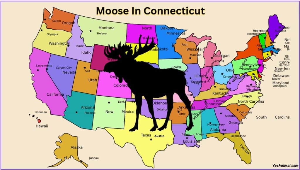 Moose In Connecticut