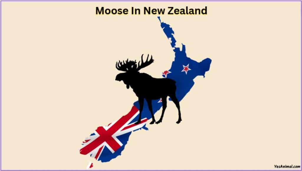 Moose In New Zealand
