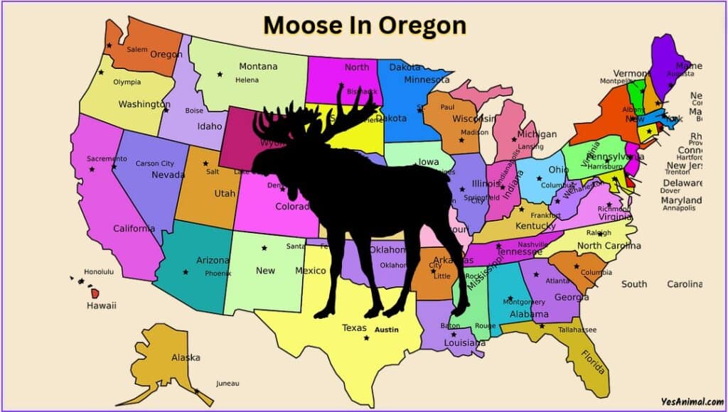 Moose In Oregon