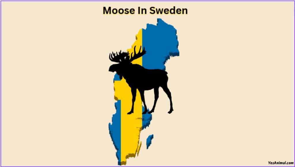 Moose In Sweden