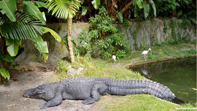 Alligators In Arkansas