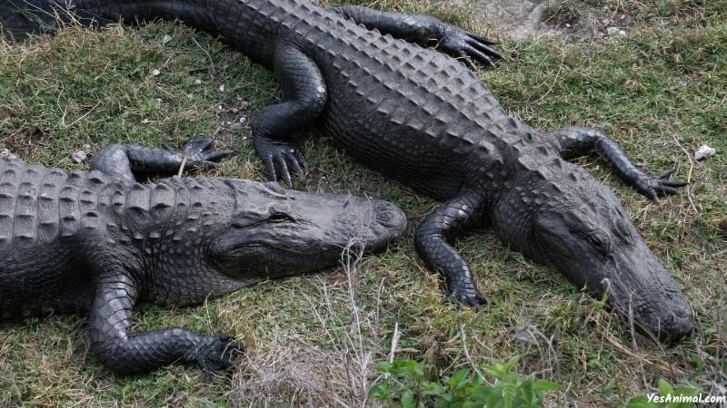 Alligators In Everglades