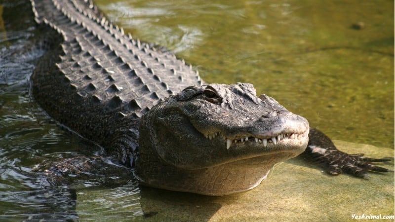 Alligators In Florida