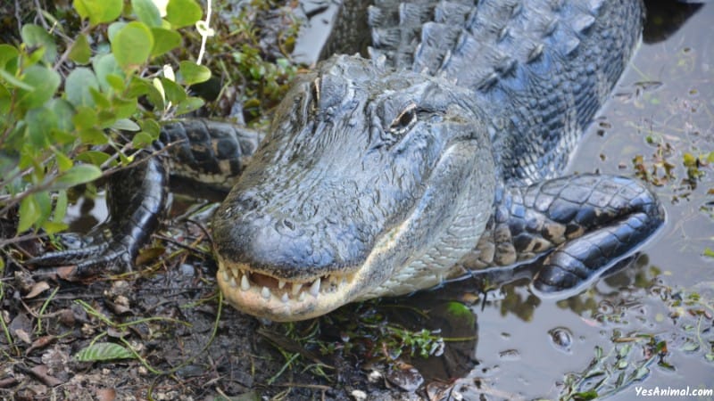 Alligators In Georgia